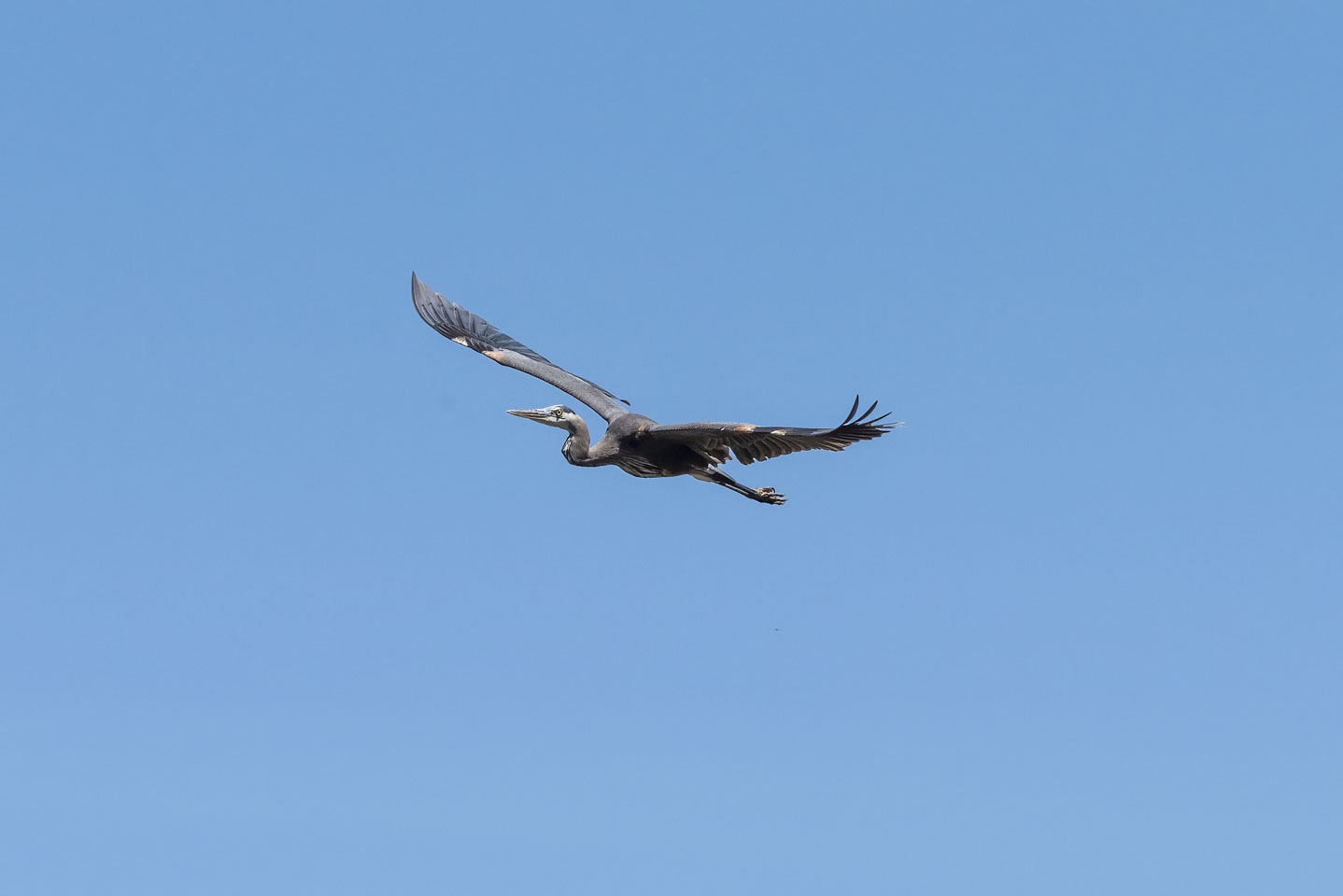Great Blue Heron in flight