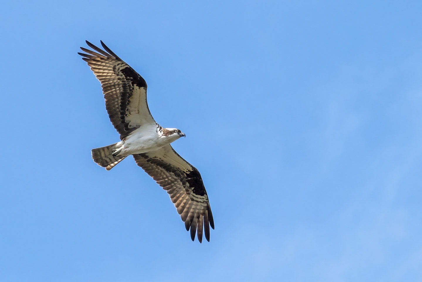 Osprey in flight
