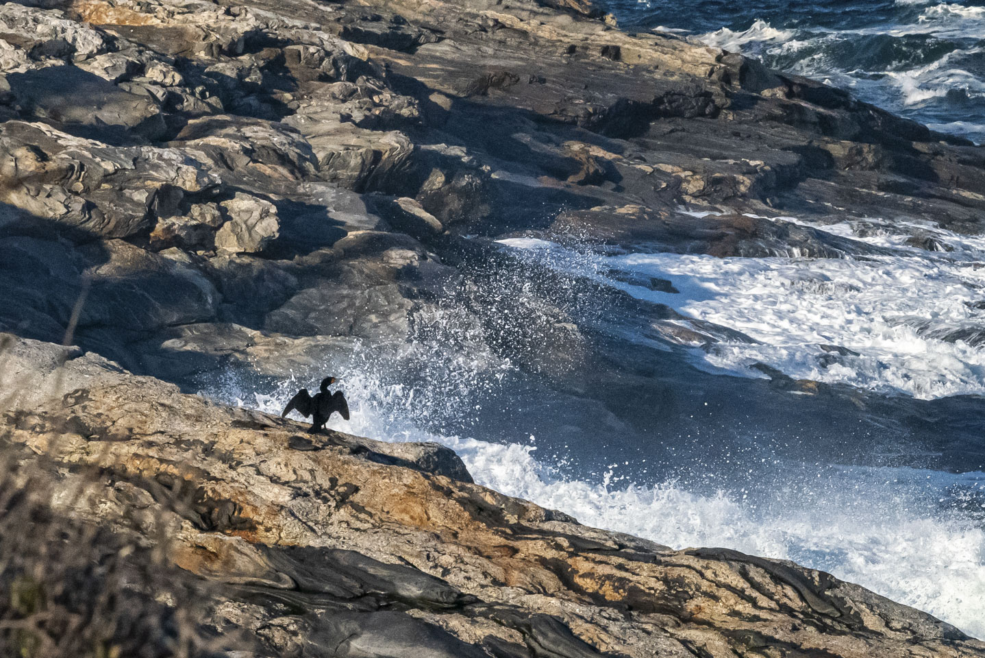Cormorant at Pemquid