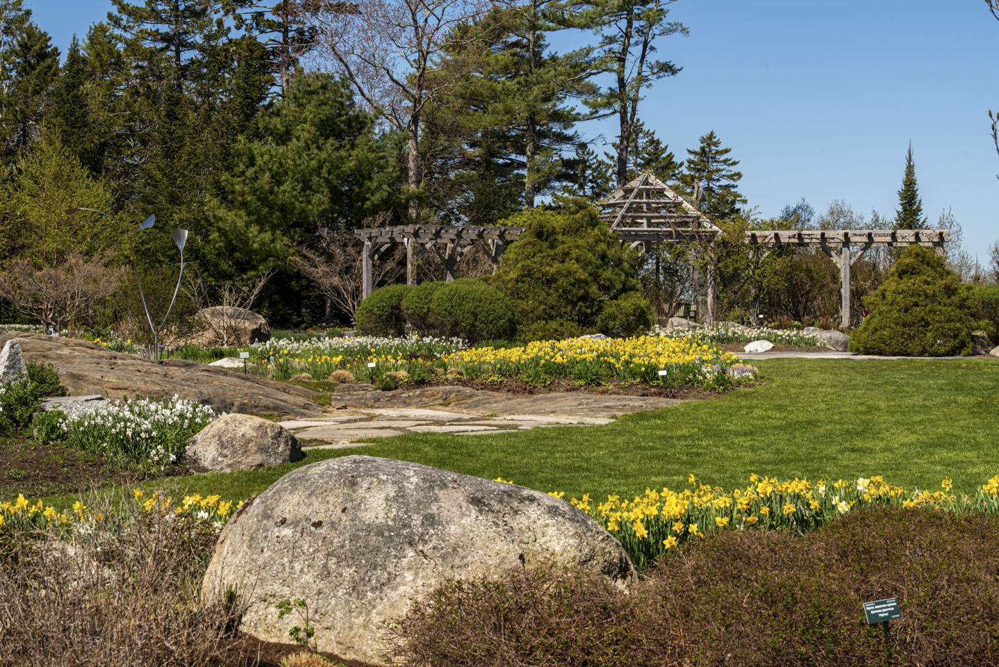 field, rocks, and daffodils