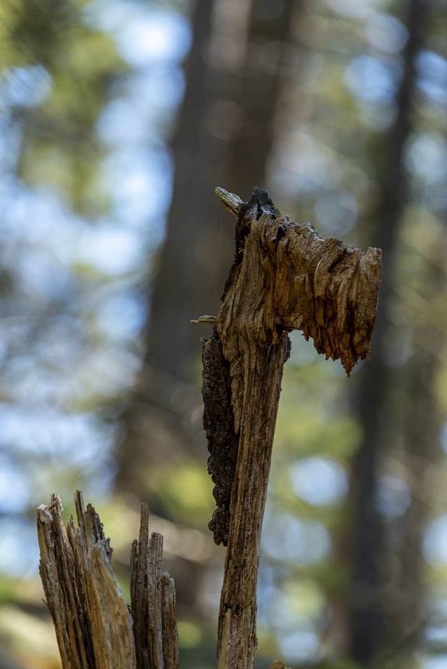 wood that looks like a horse head