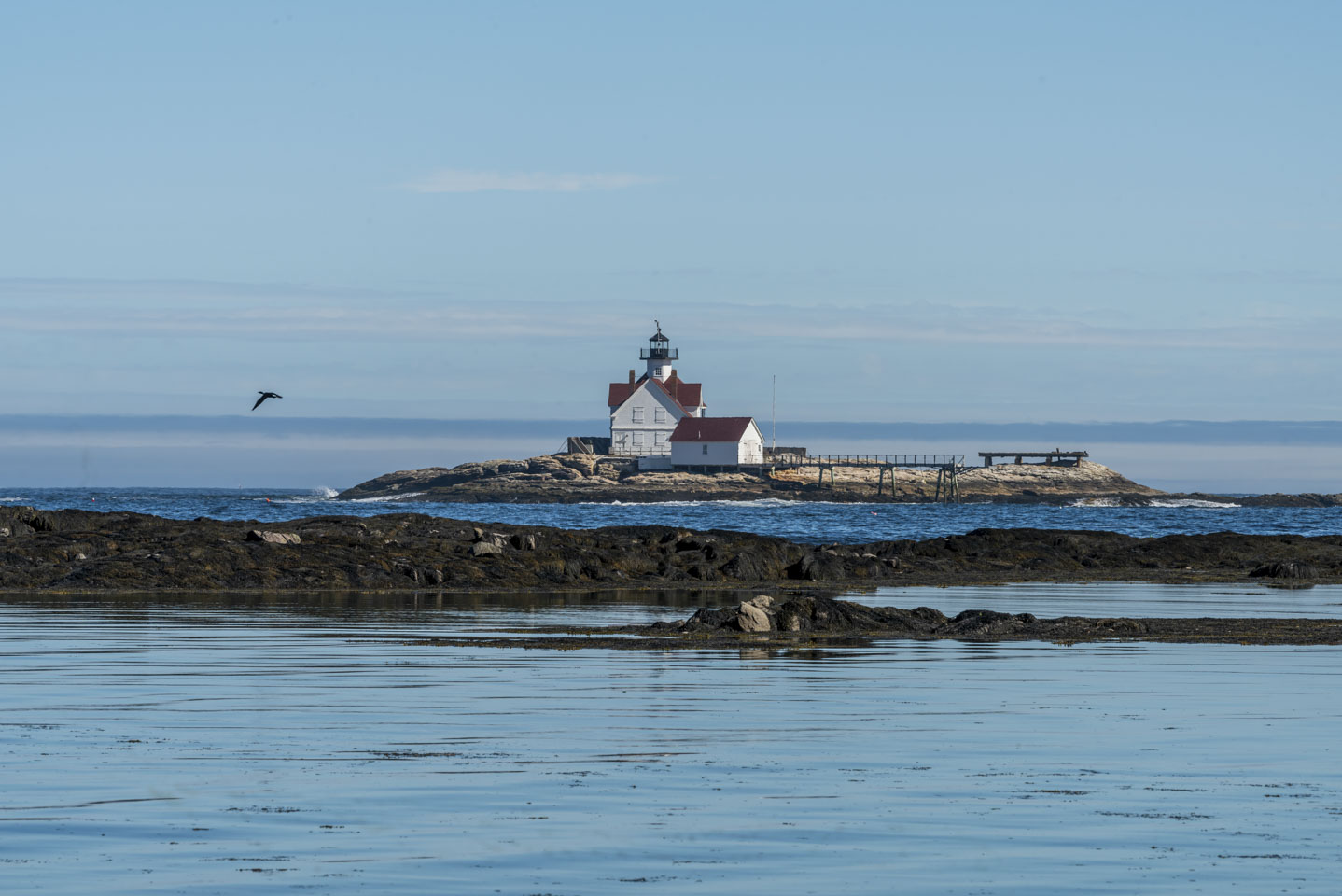 Cuckolds from the town landing pier