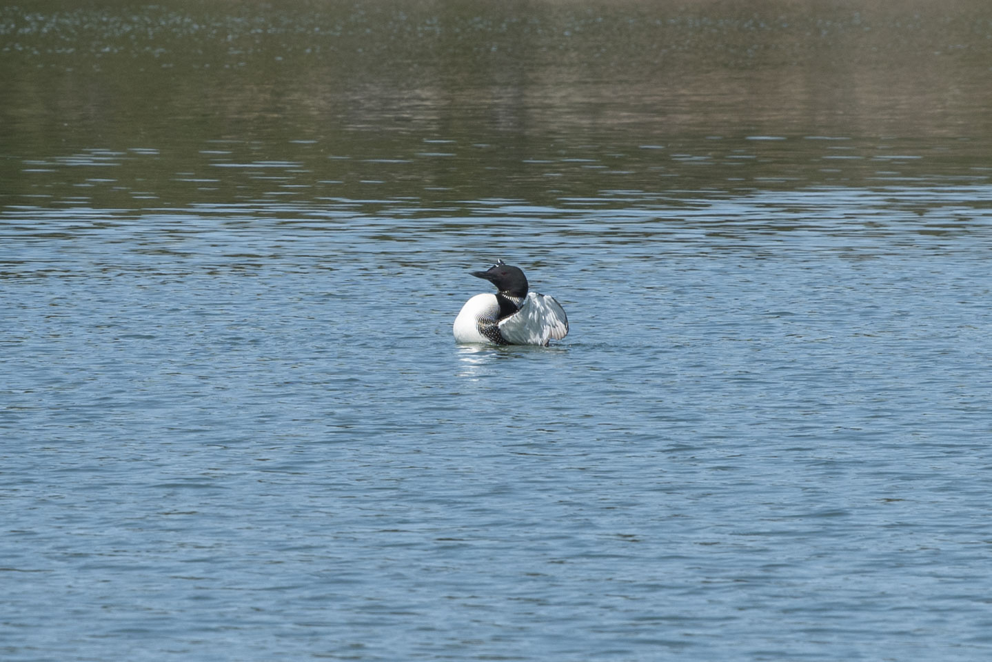 Loon in the water