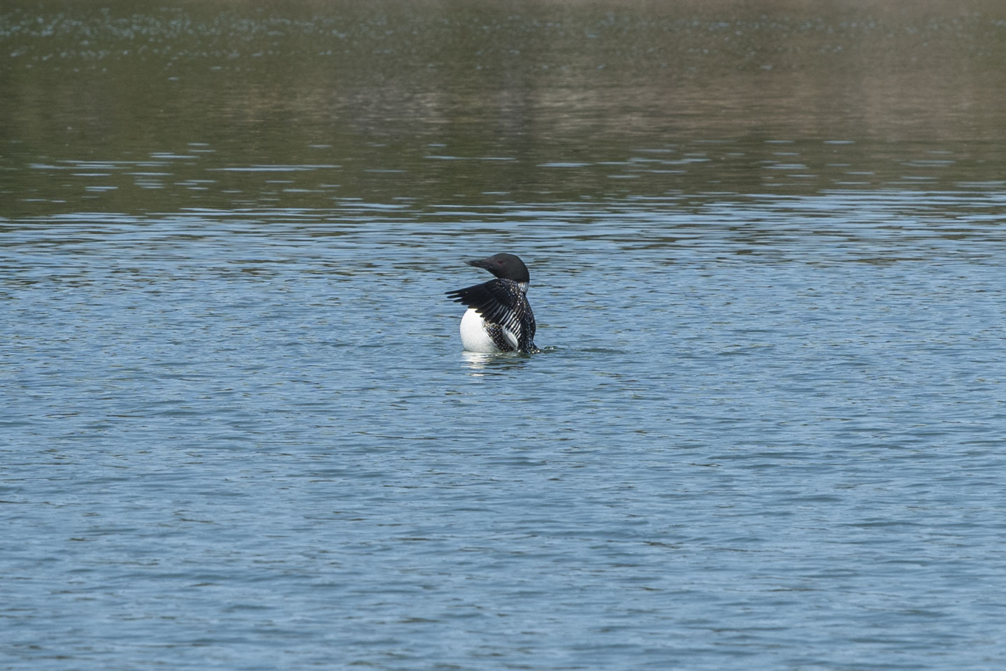 Loon in the water