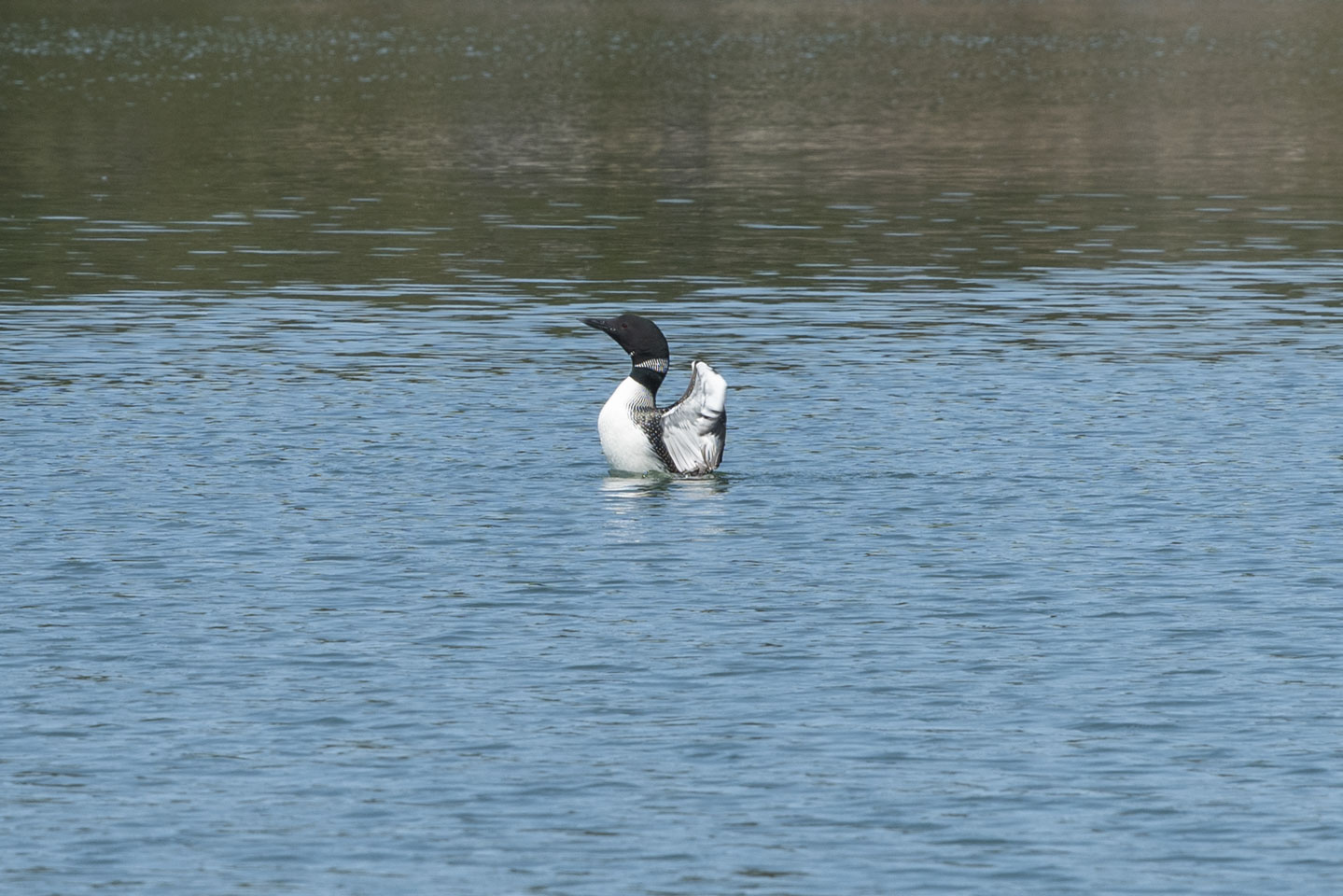 Loon in the water