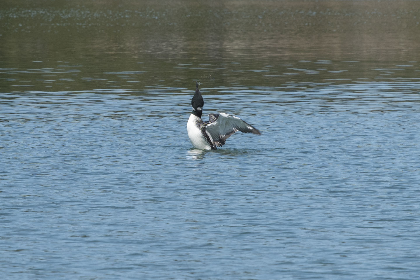 Loon in the water