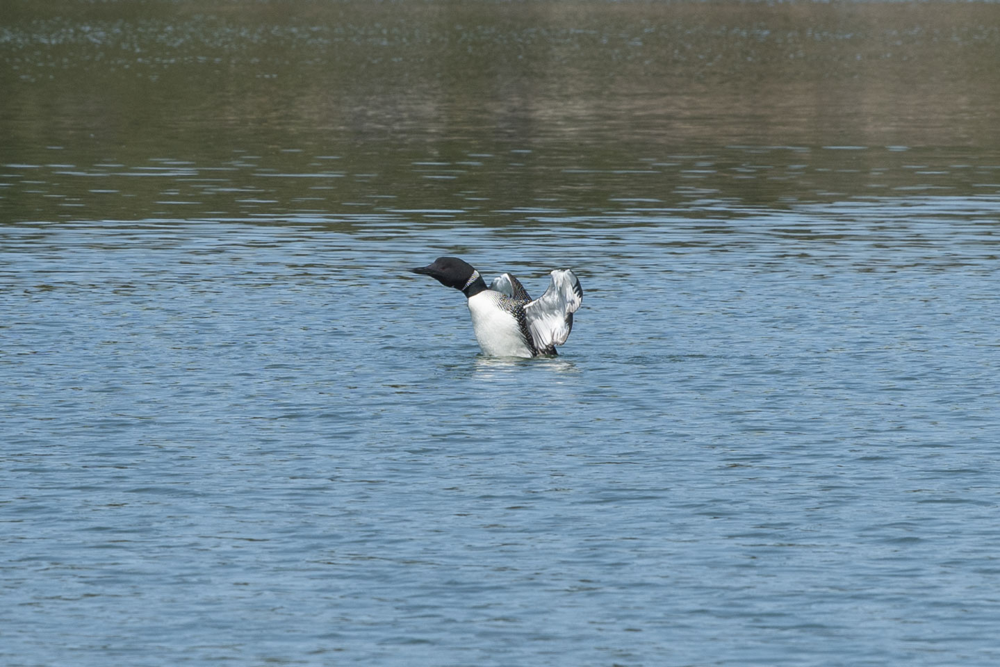 Loon in the water