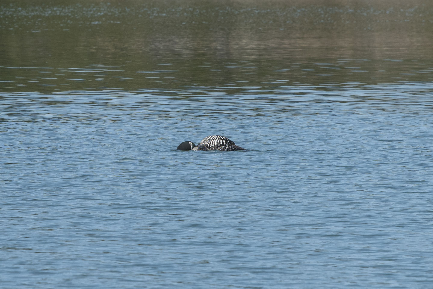 Loon in the water