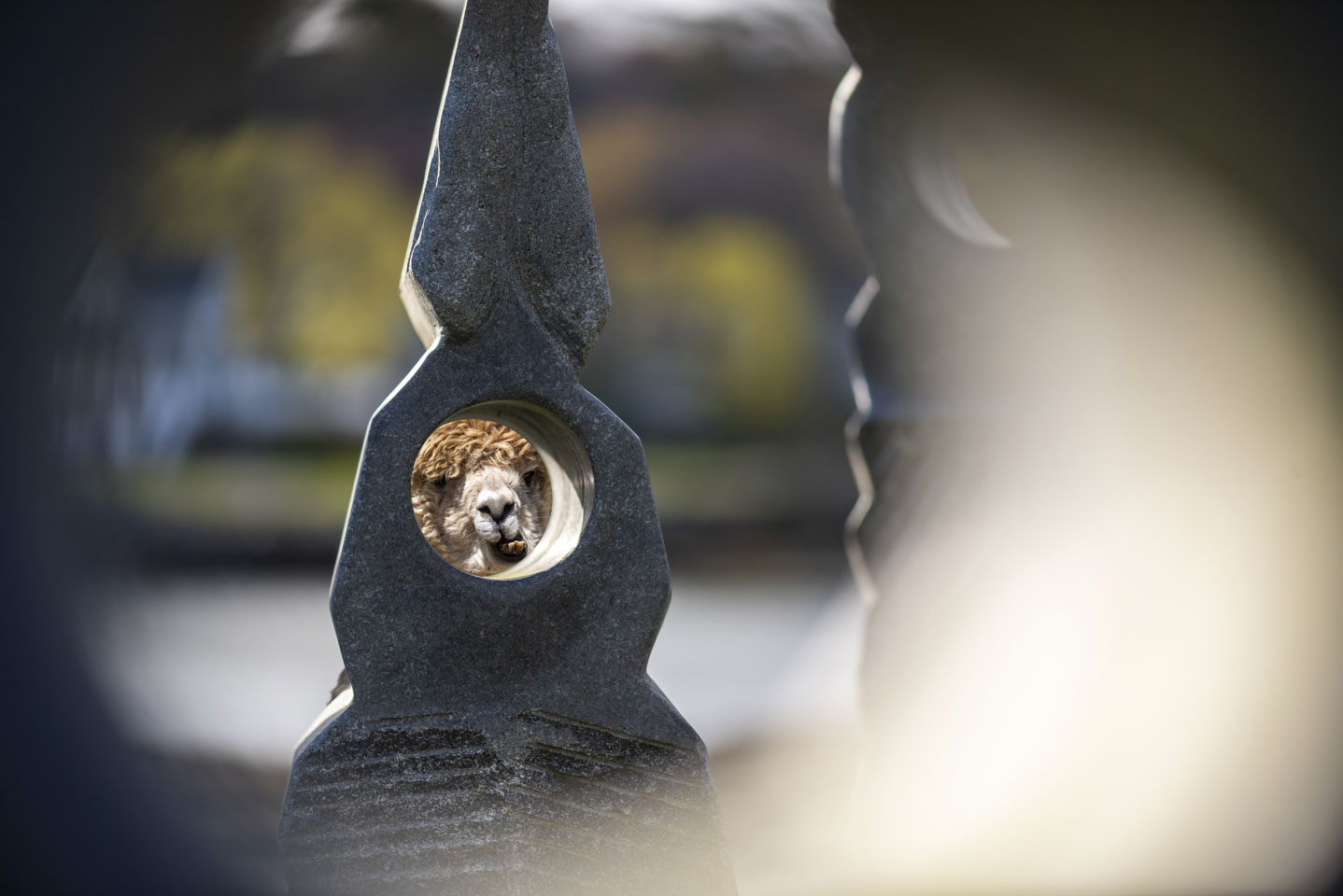 alpaca looking through opening in a statue