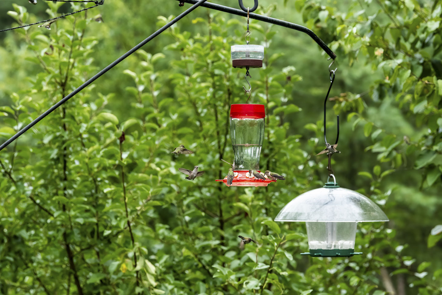 hummingbird feeder with some Ruby Throated Hummingbirds feeding and some flying