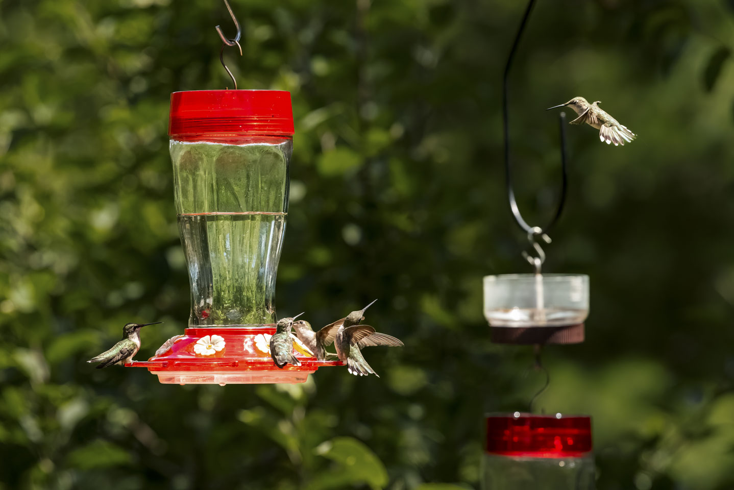 hummingbird feeder with the birds looking at one flying nearby