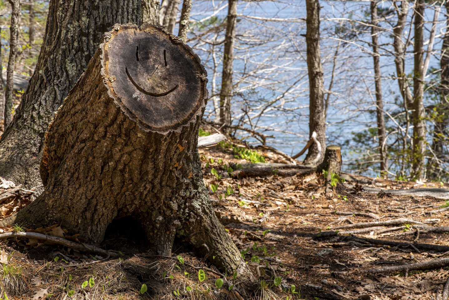 A smiley face carved into a tree stump