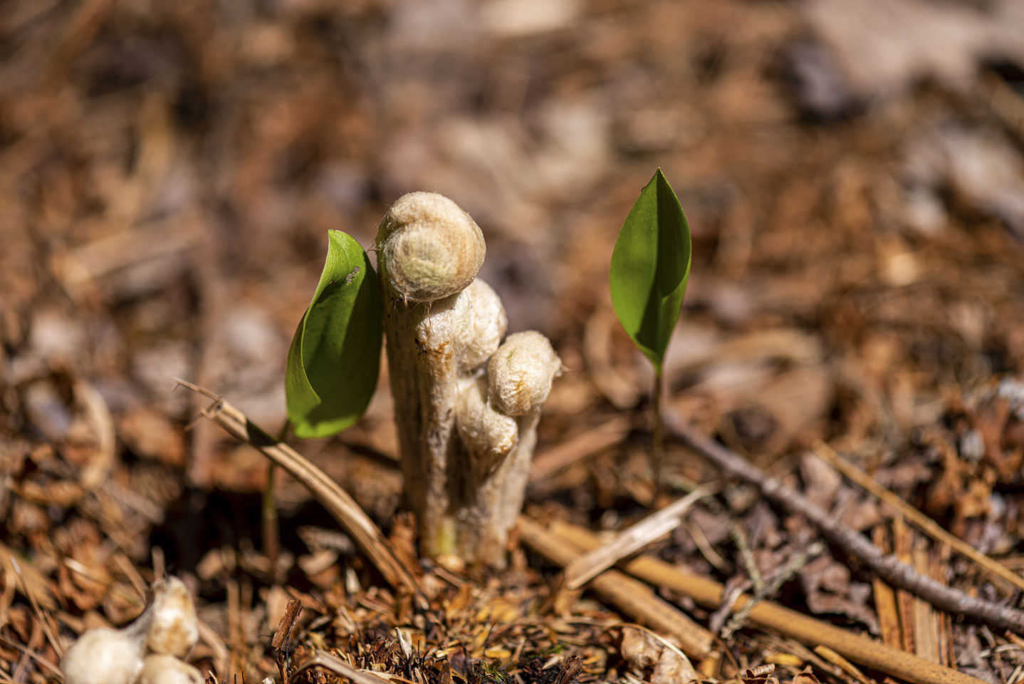 Cluster of 3 fern fiddleheads