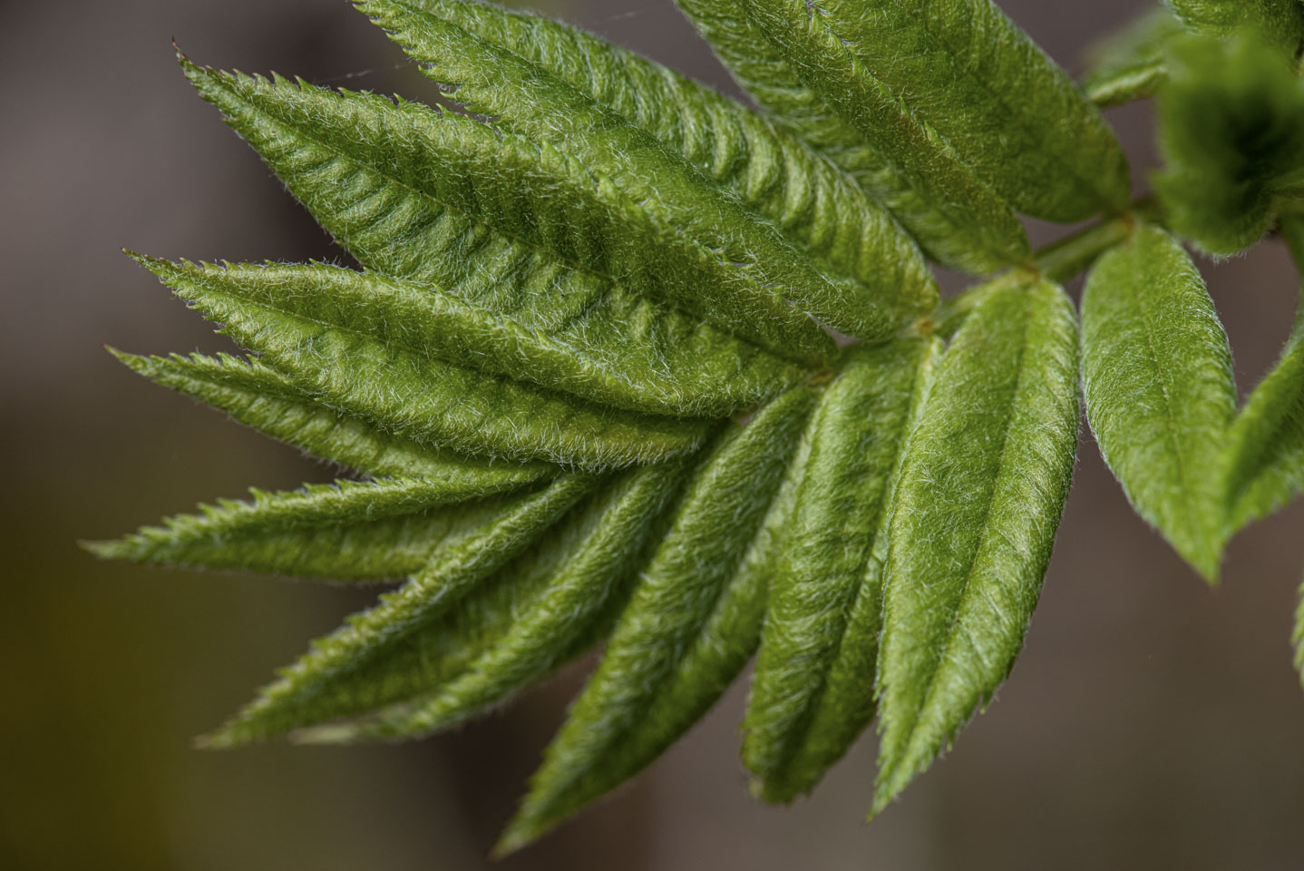 Closeup of an early spring leaf
