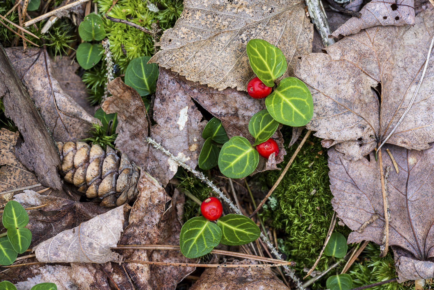 a small scene on the forest floor