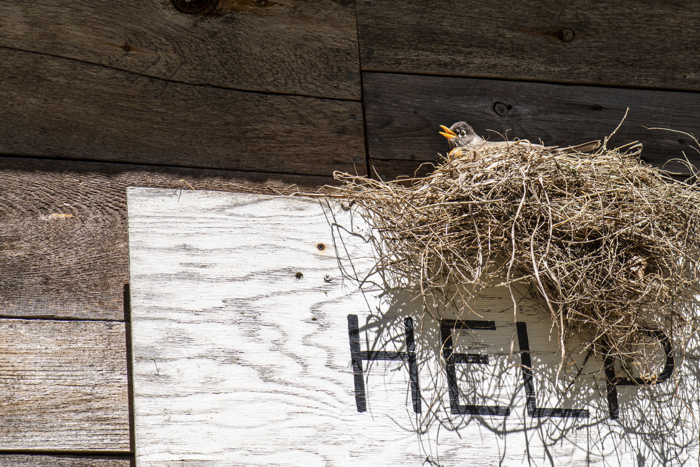 A robin in a nest on top of a sign that says HELP