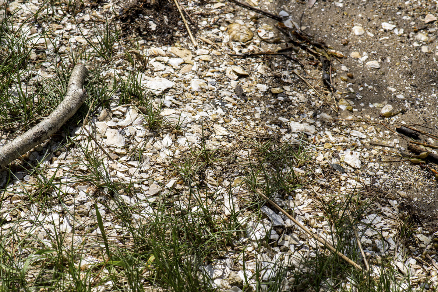 broken oyster shells covering the ground