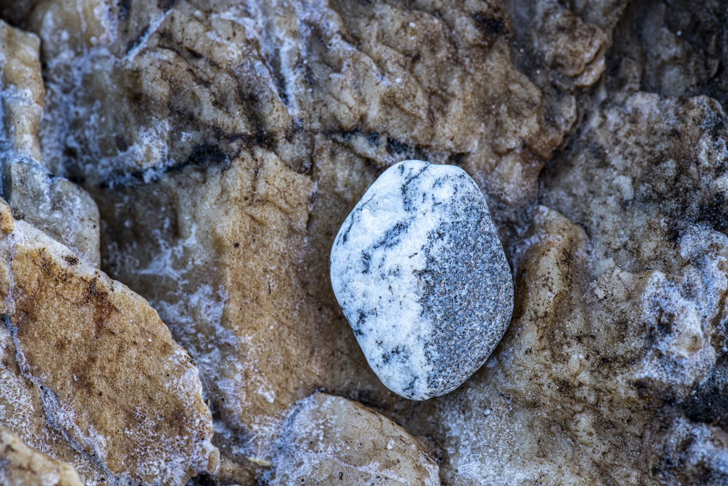 Anne's pet rock on darker colored rocks