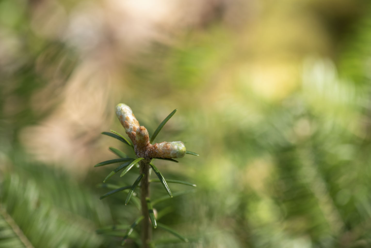 A young evergreen sprout