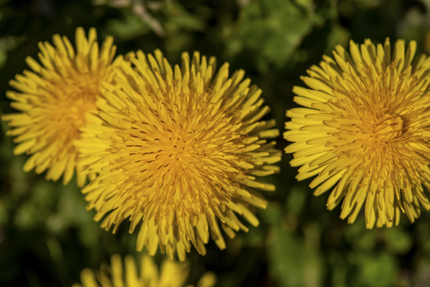 Dandelions
