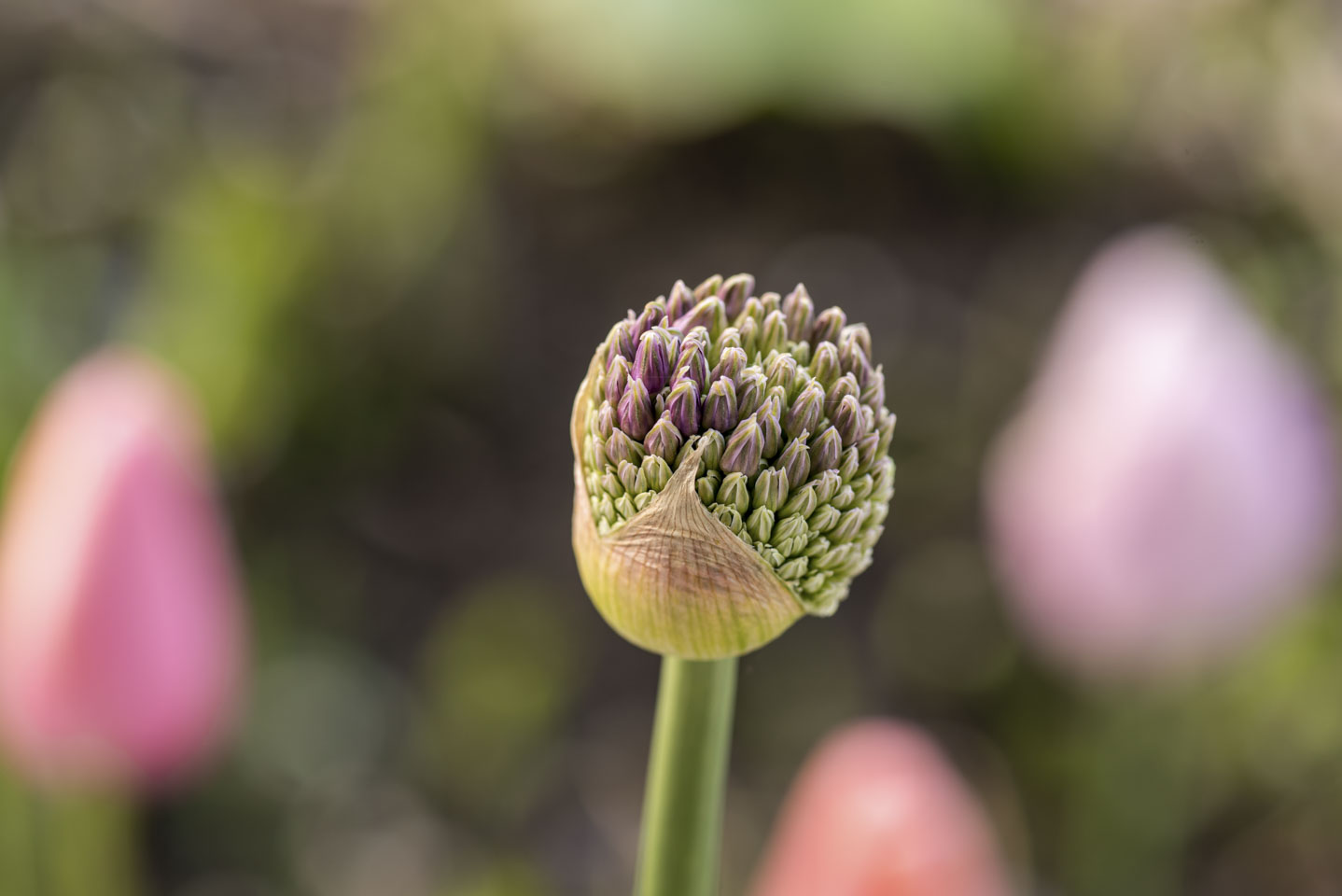 closeup of a flower not yet fully bloomed