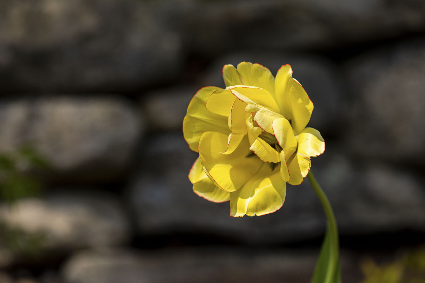 Yellow flower with a stone wall in the distance behind it