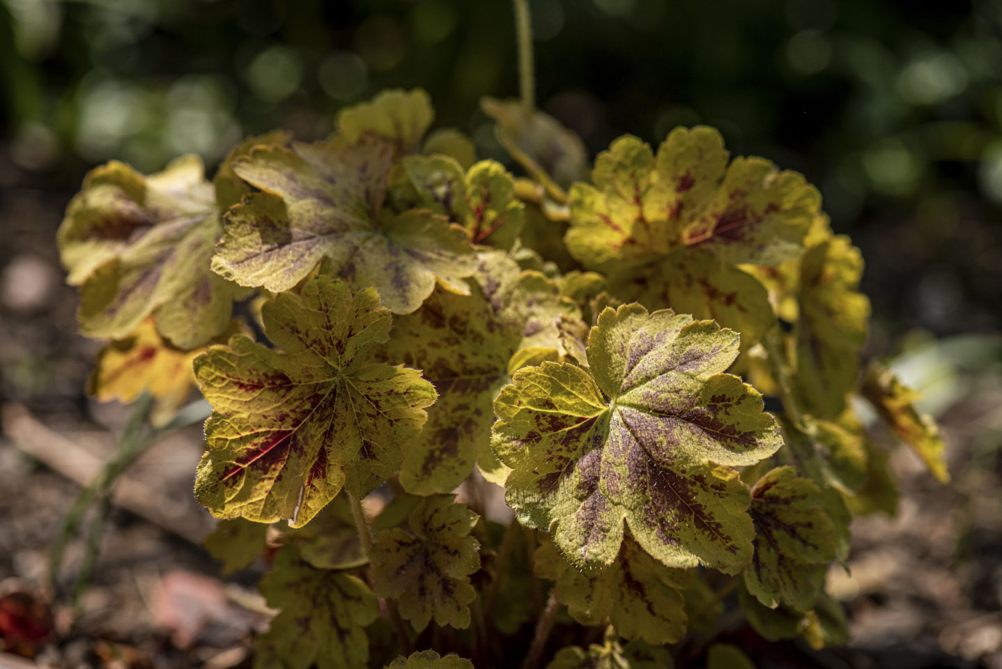 Probably a coleus plant