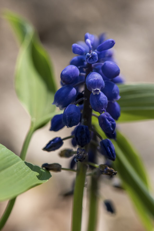 Tiny blue blossoms