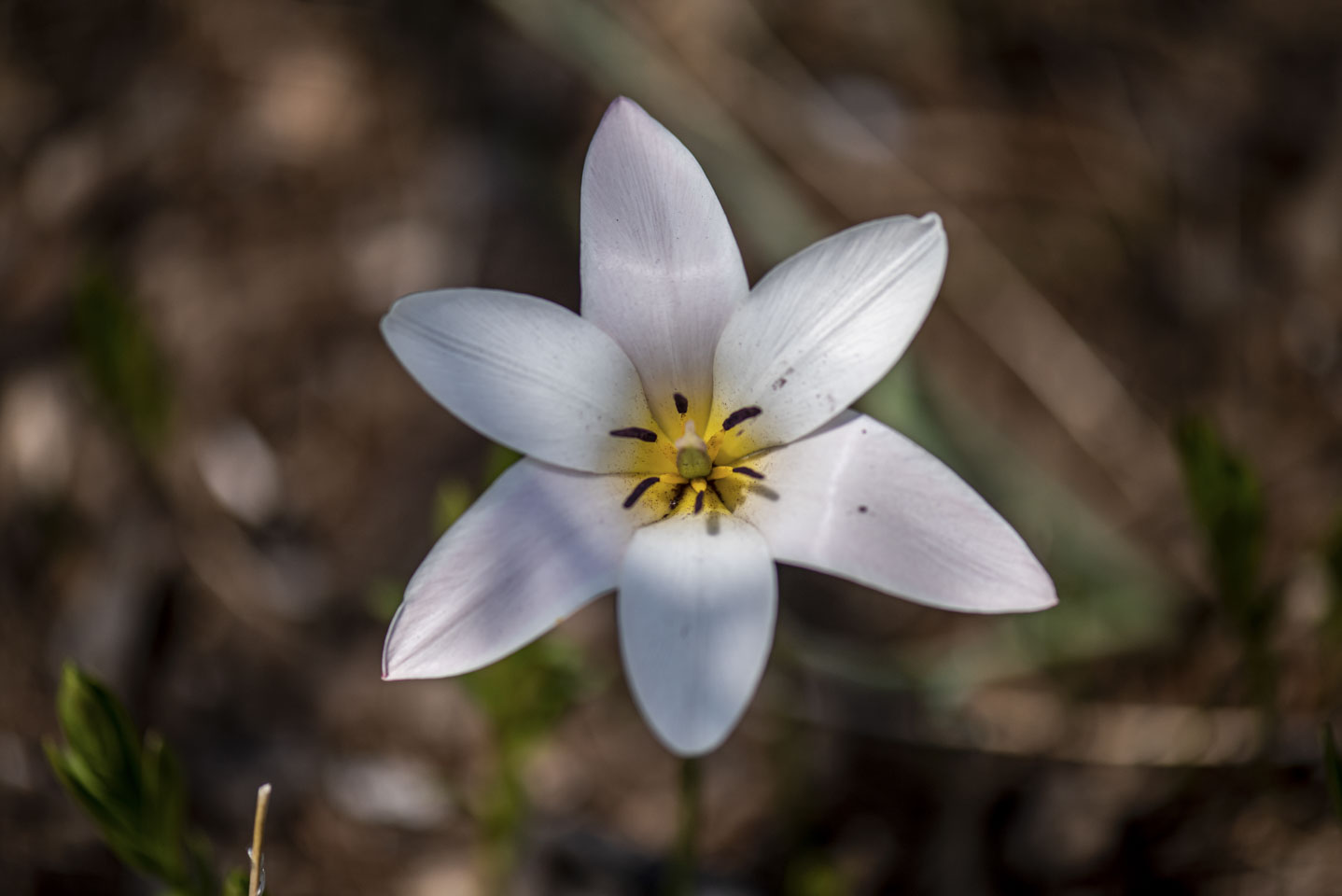 White flower with yellow center
