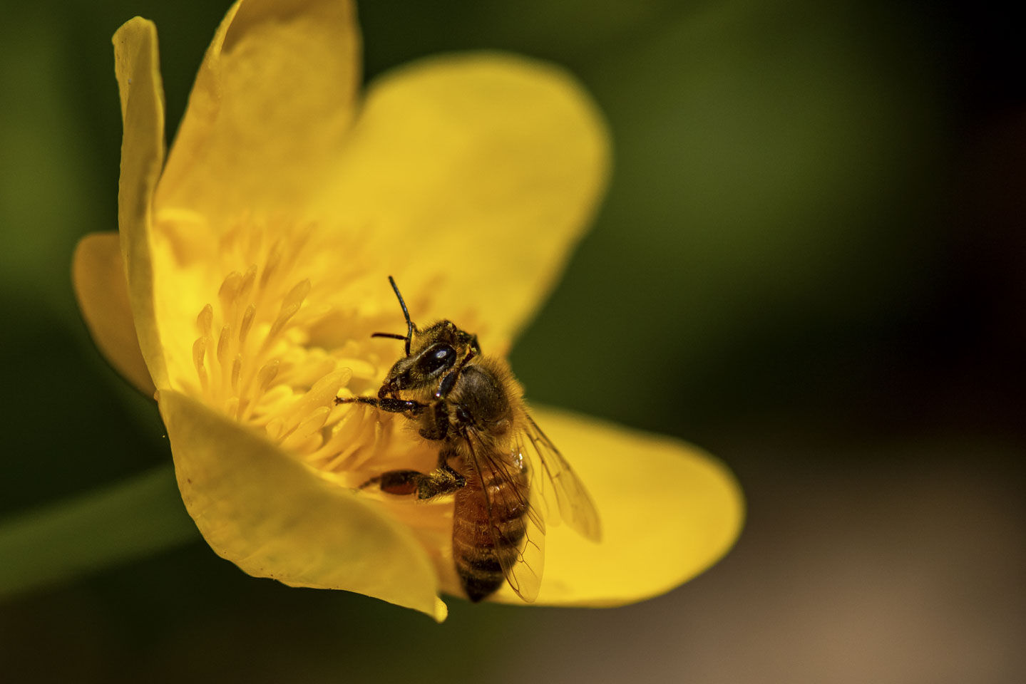 Honeybee on a yellow flower