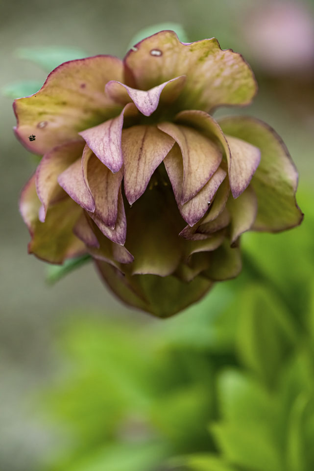 Hellebore flower