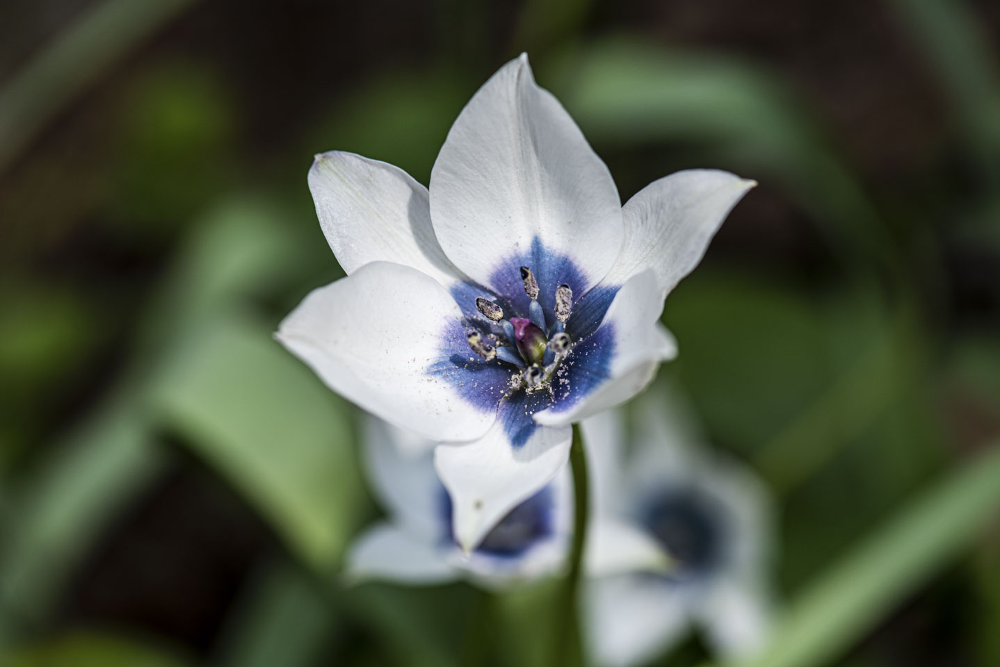 White flower with blue center