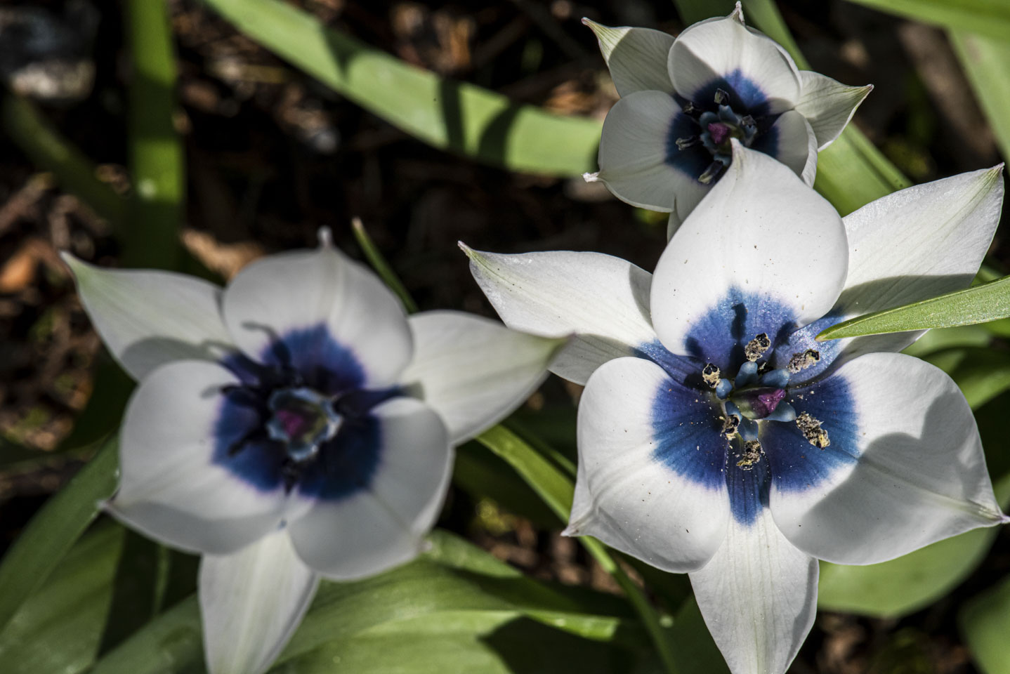 Cluster of white flowers with blue centers