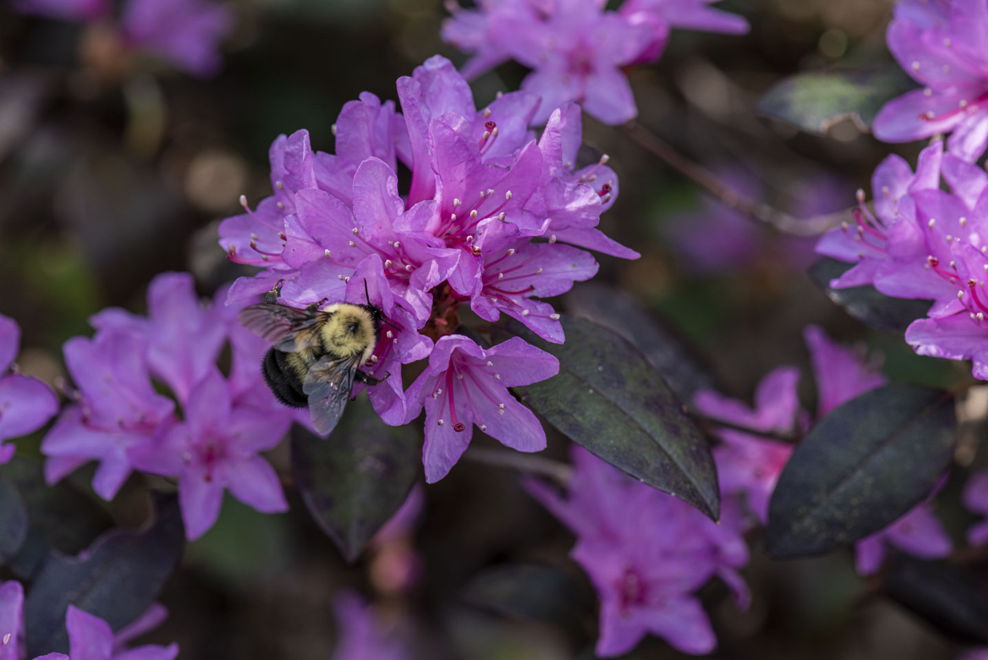 Rhododendrons with a bumble bee