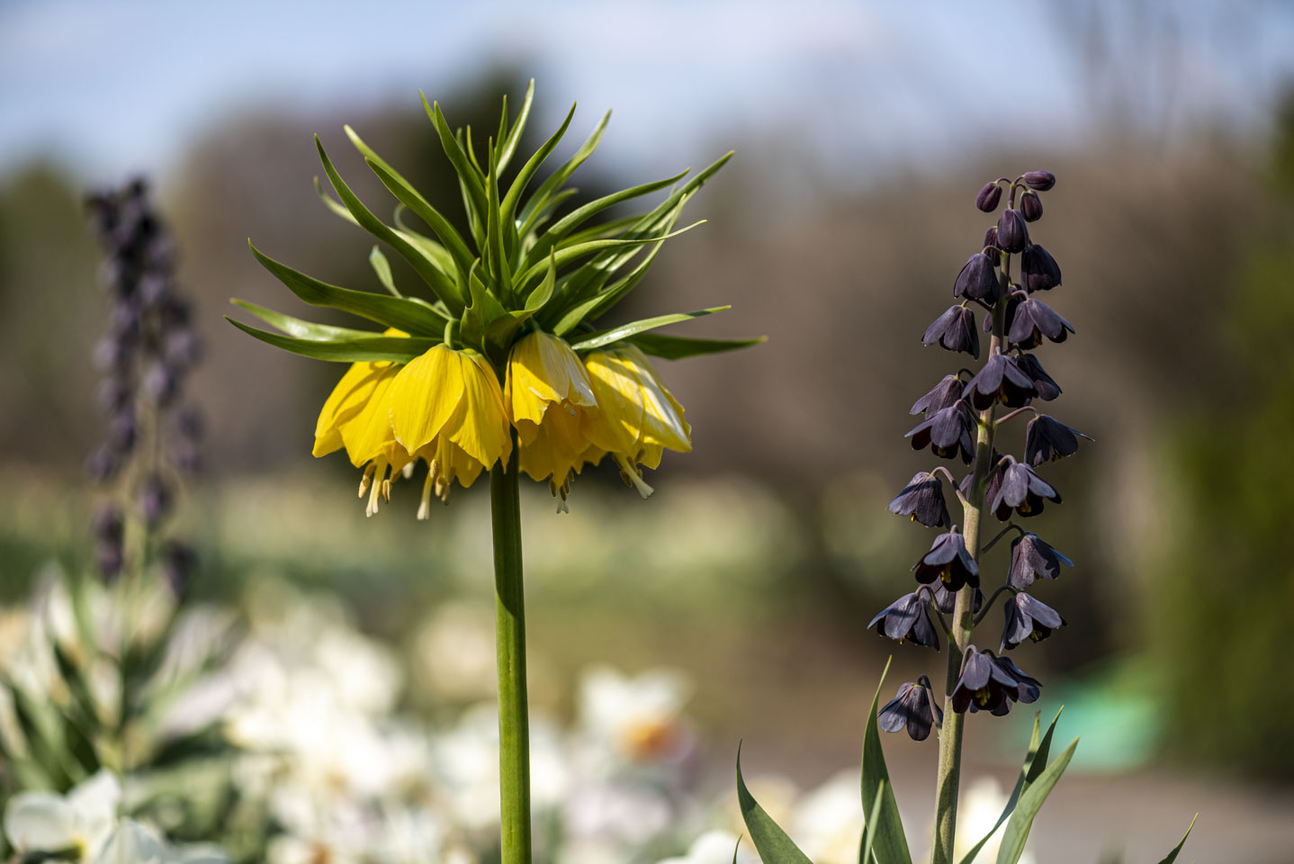 same unusual flower but in yellow