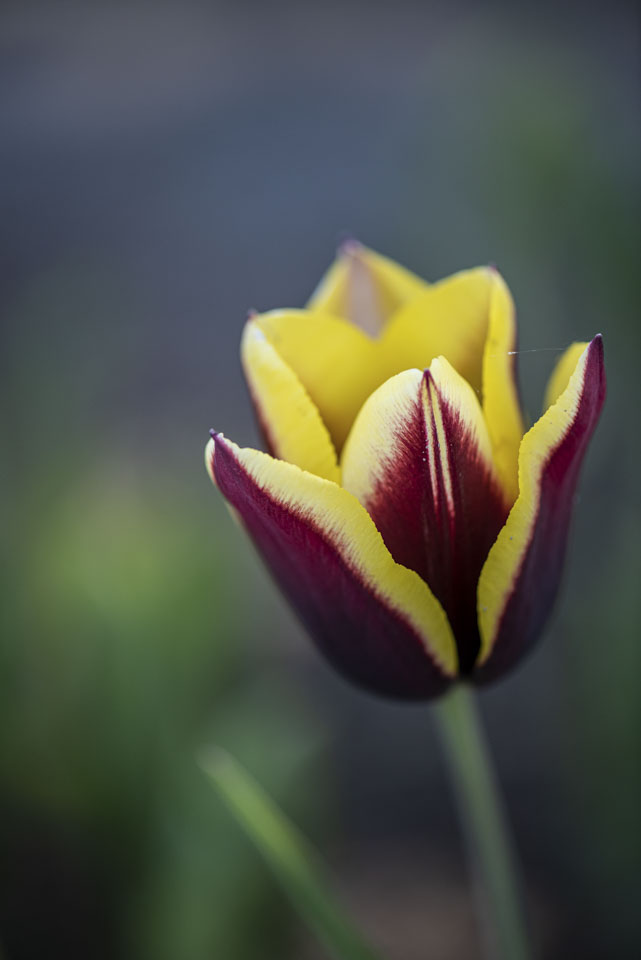 Red and yellow tulip.
