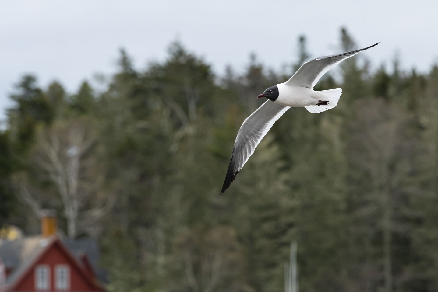 Laughing Gull in flight