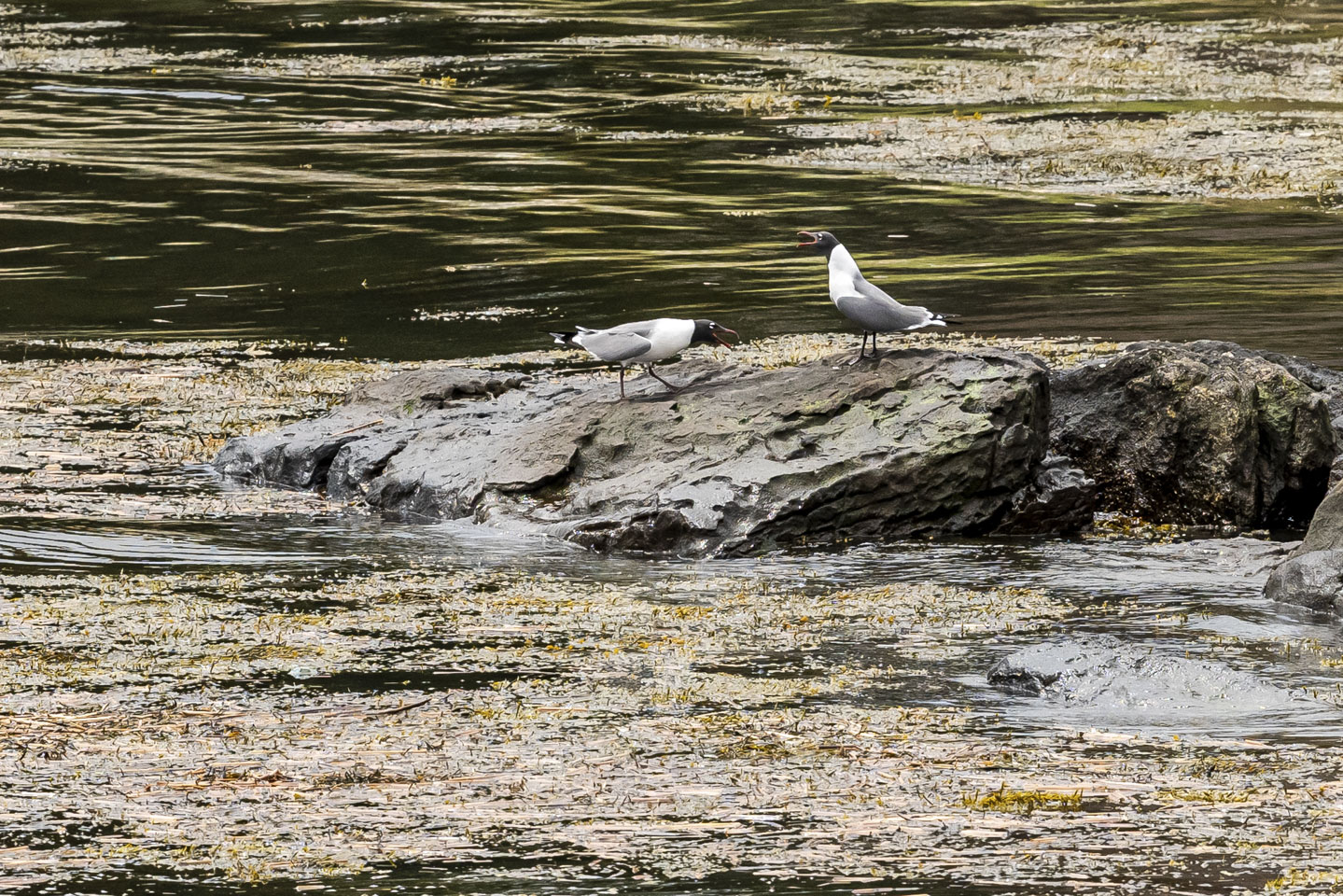 two Laughing Gulls squawking