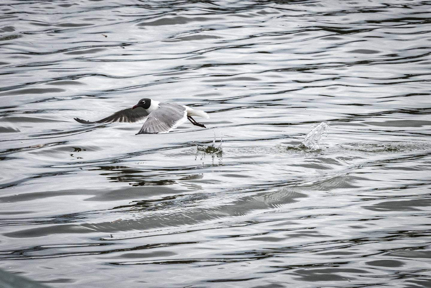 Laughing Gull taking off