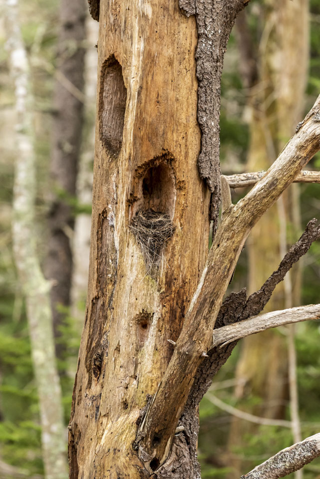 bird nest in a hole on the side of a dead tree