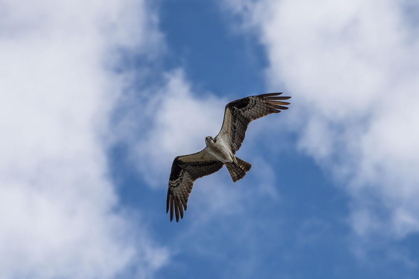 Osprey in the air, with clouds behind it, looking down at the viewer