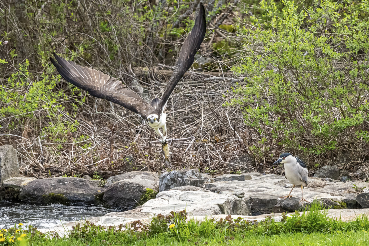 Osprey flying off with a fish, Black Crowned Night Heron watching