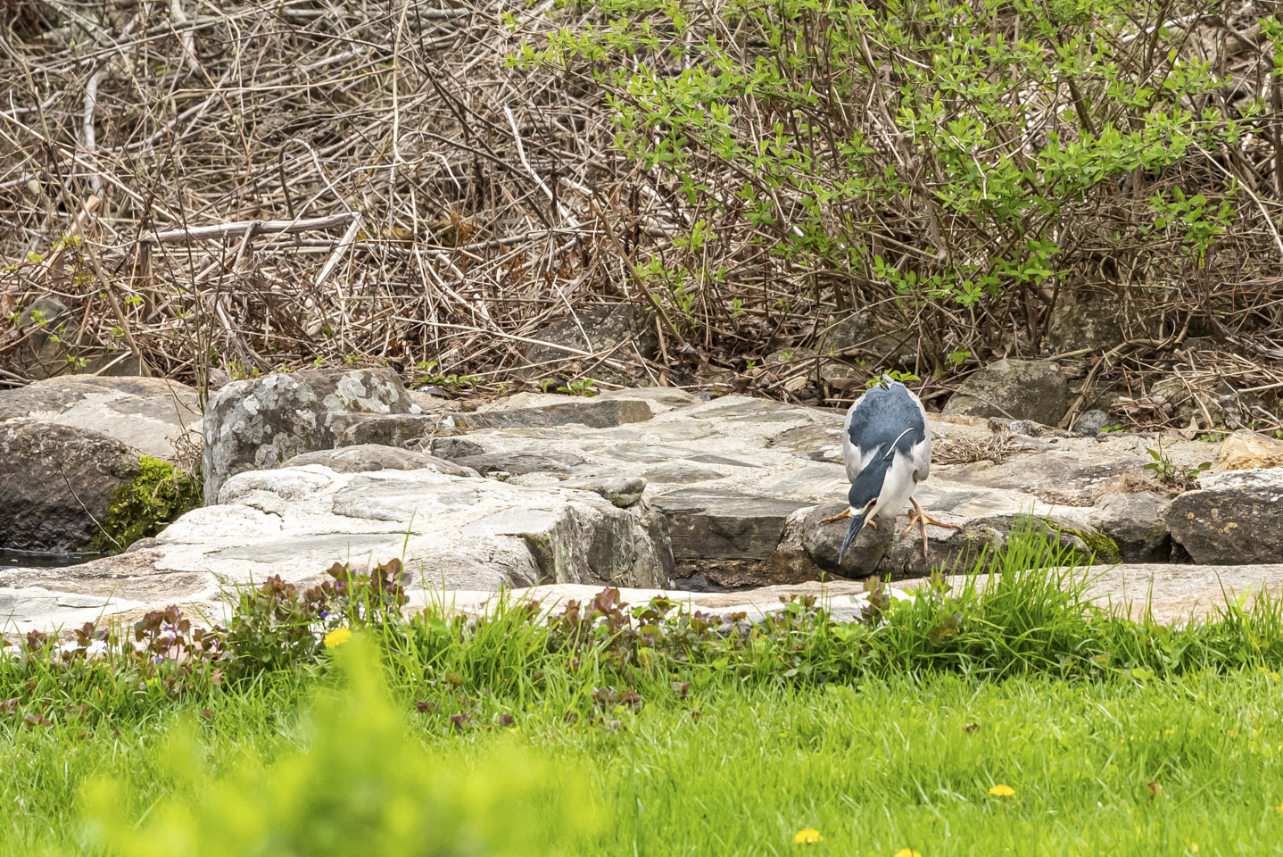 Bird failing to catch a fish 