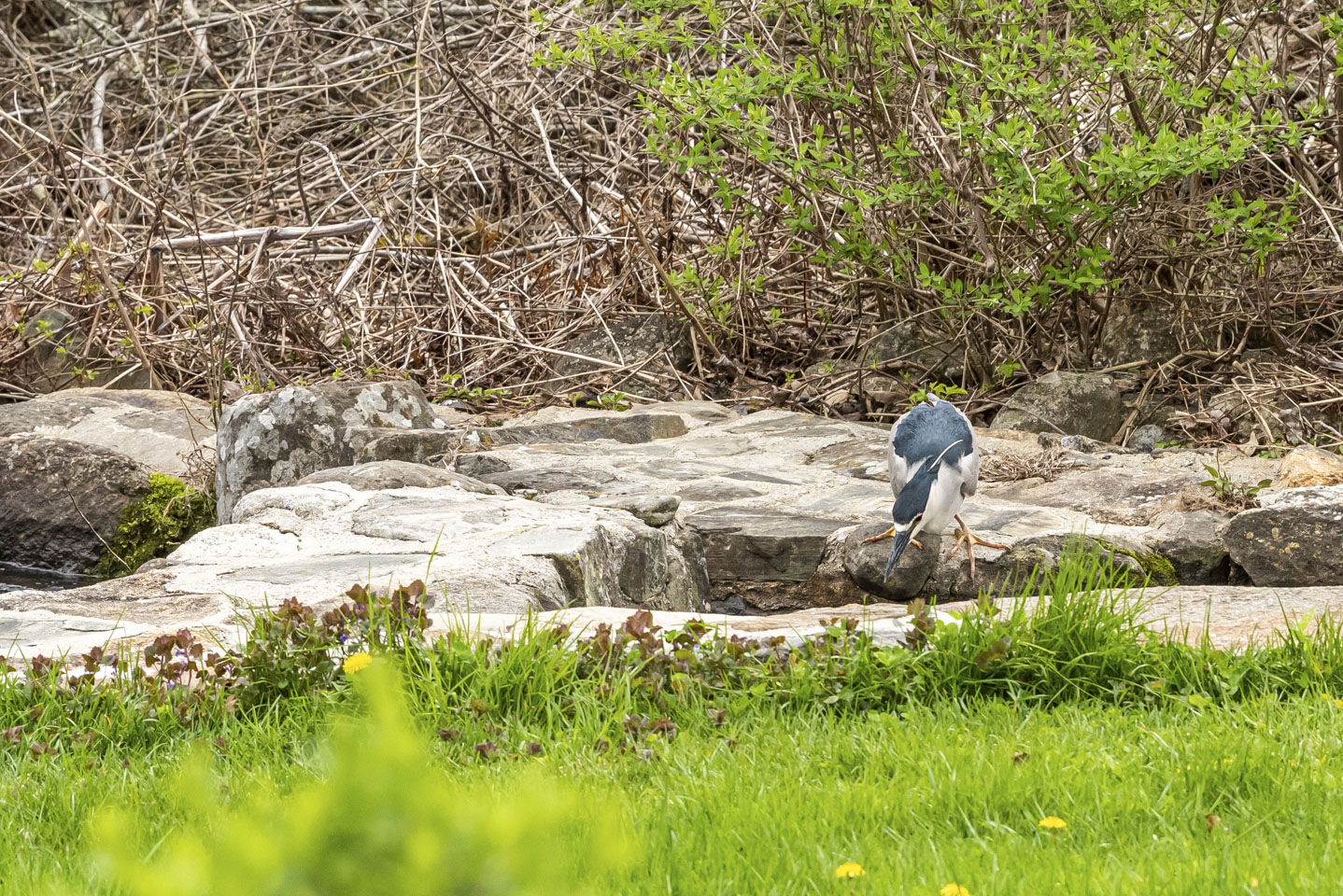 Bird failing to catch a fish 