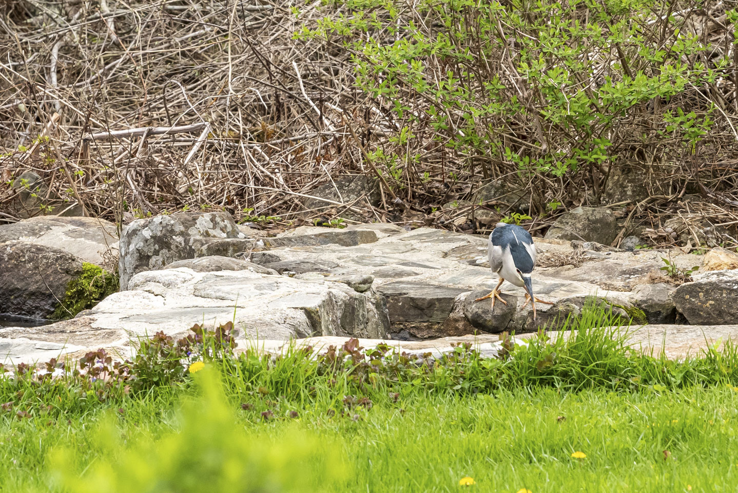 Bird failing to catch a fish 