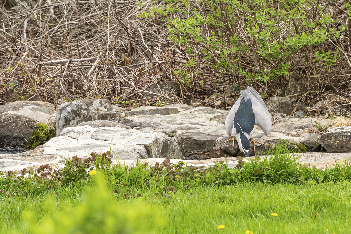 Bird failing to catch a fish 