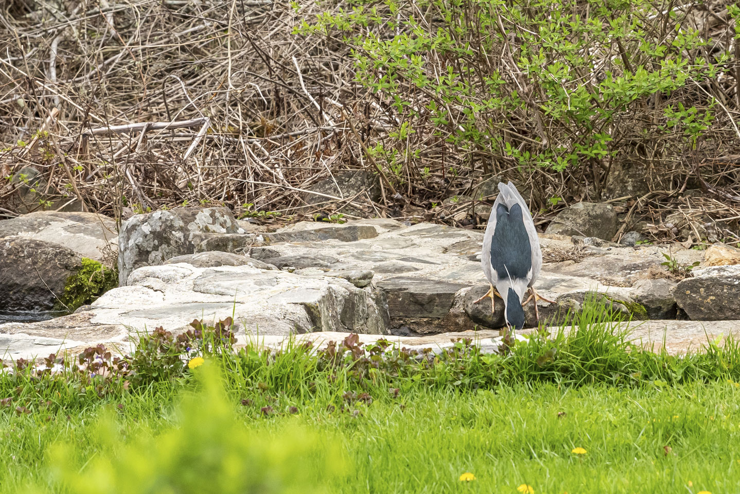 Bird failing to catch a fish 