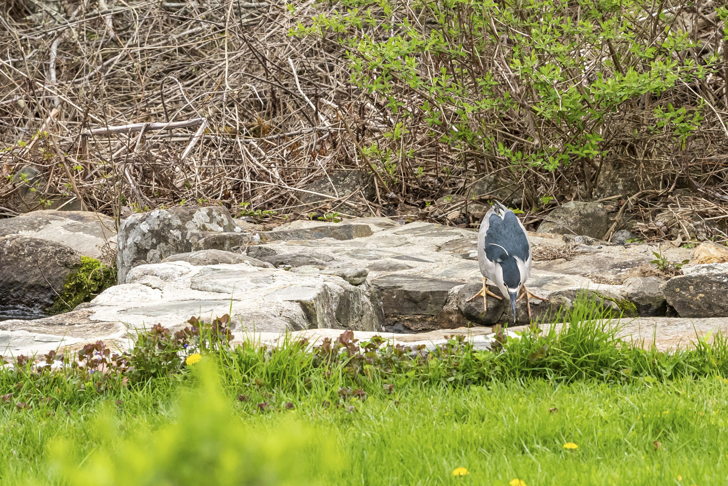 Bird failing to catch a fish 