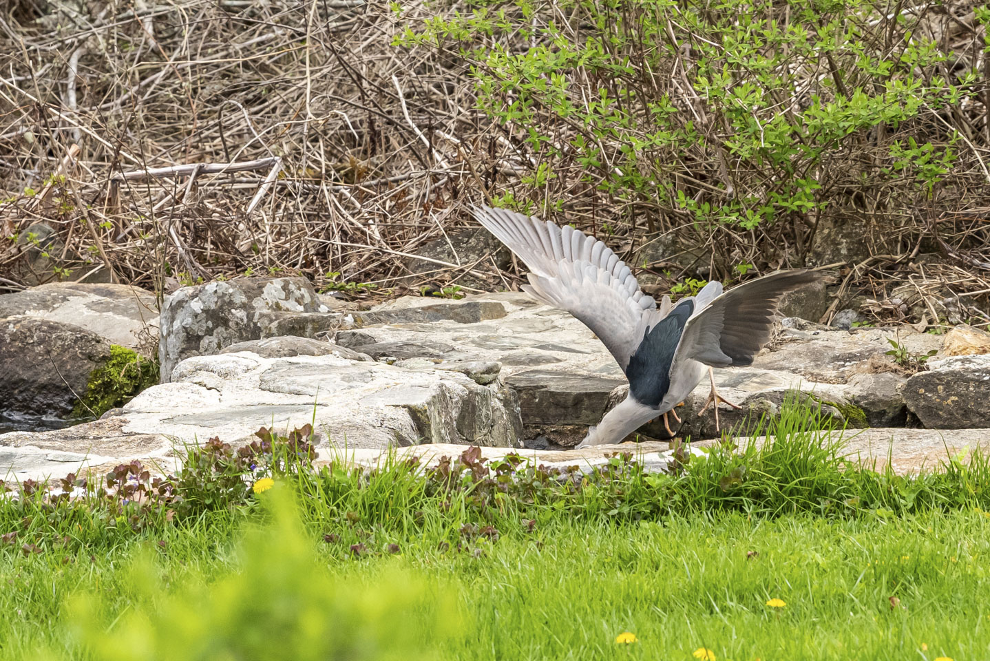 Bird failing to catch a fish 