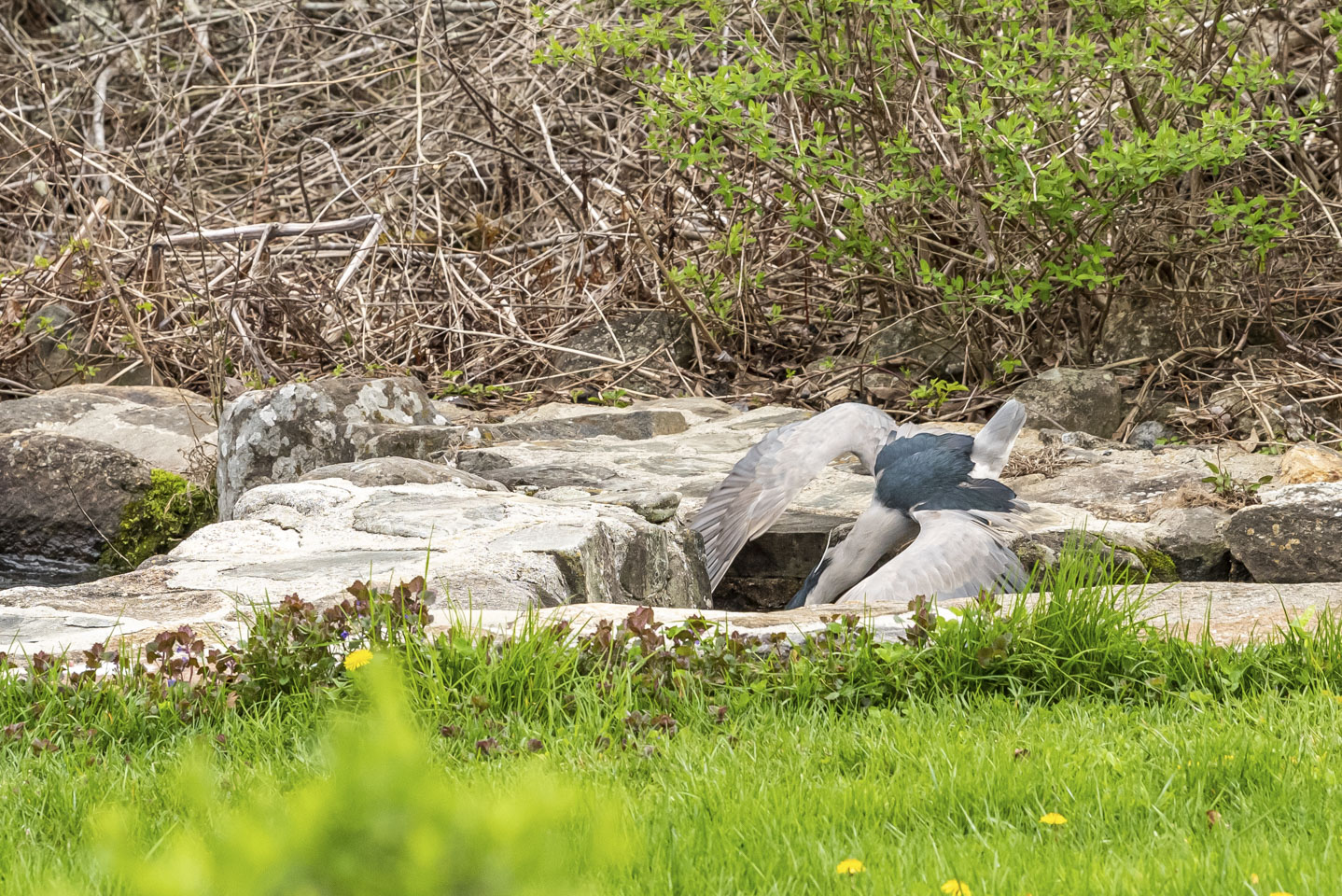 Bird failing to catch a fish 